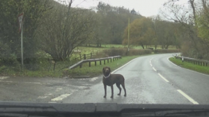 Illustration : Un automobiliste s’arrête pour sécuriser un chien se trouvant au milieu de la route