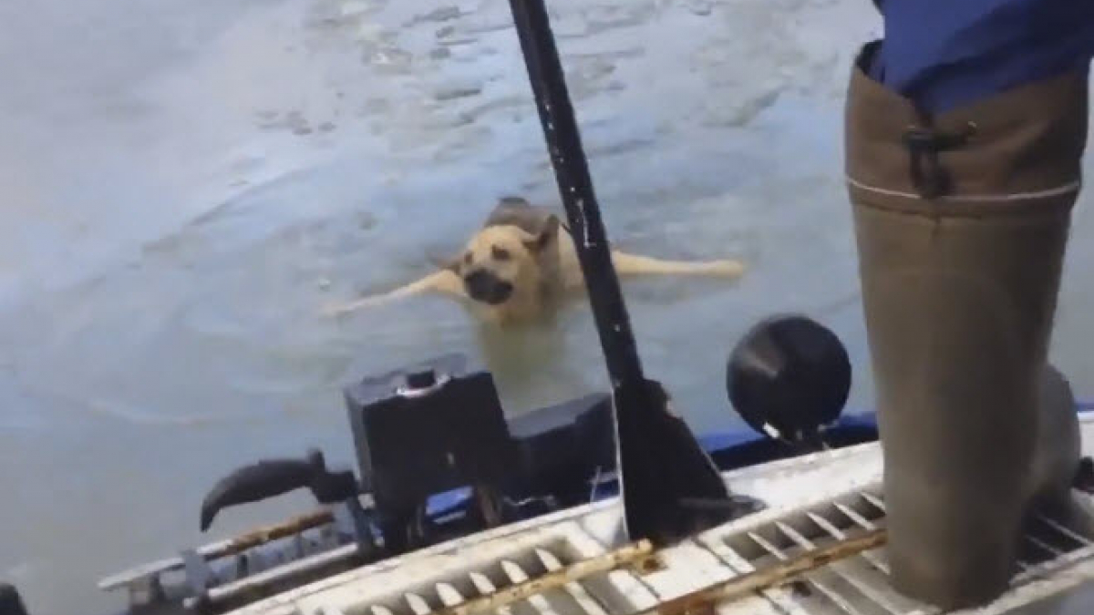 Illustration : "Russie : une chienne prise au piège dans les eaux glacées de la Volga est sauvée par les secouristes"