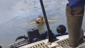Illustration : Russie : une chienne prise au piège dans les eaux glacées de la Volga est sauvée par les secouristes