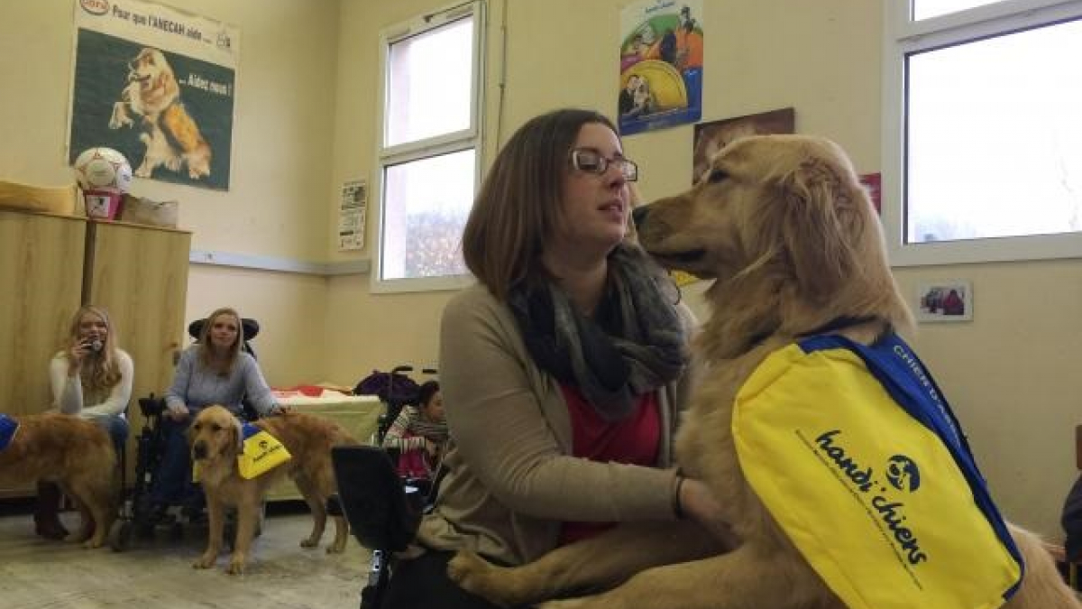 Illustration : "Alençon : 10 personnes handicapées font connaissance avec leur nouveau chien d'assistance !"