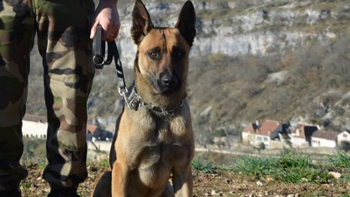 Illustration : "Voici Jet Lag, le nouveau chien de piste de la Gendarmerie Départementale des Pyrénées-Atlantiques"