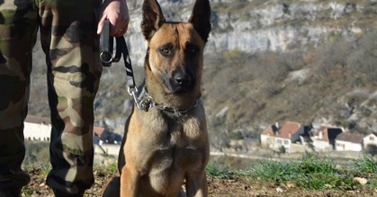 Voici Jet Lag, le nouveau chien de piste de la Gendarmerie