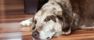 Illustration : "Les signes annonciateurs de cancer chez le chien"