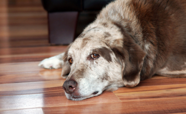 Illustration : "Les signes annonciateurs de cancer chez le chien"
