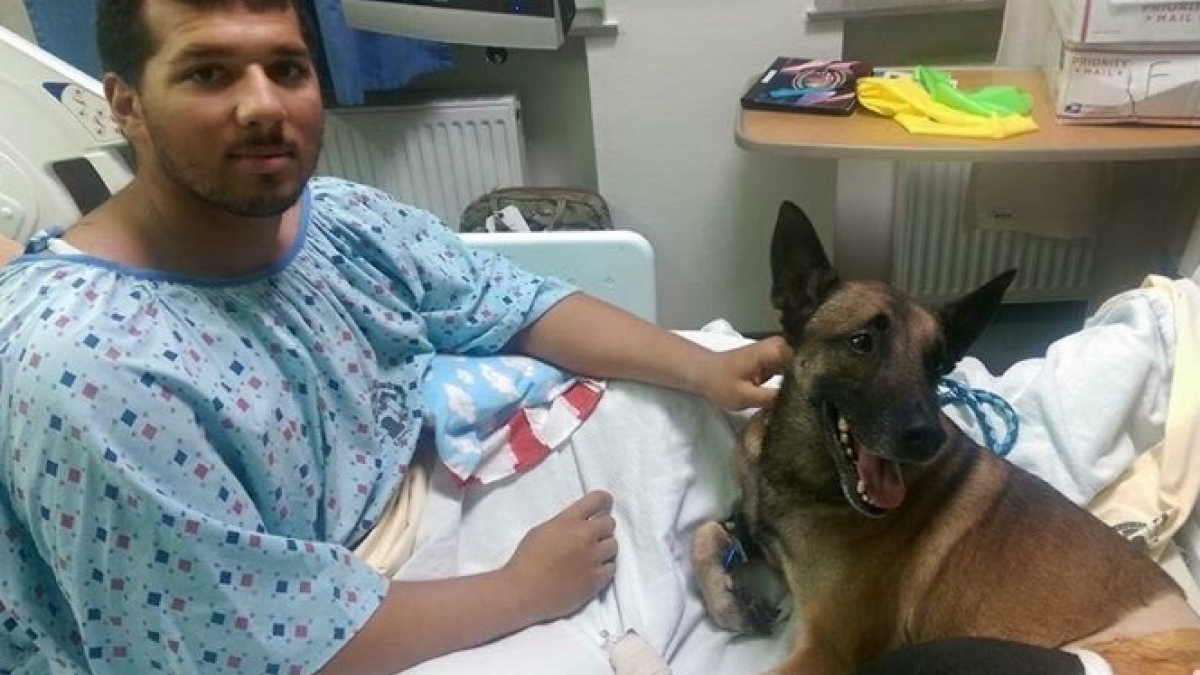 Illustration : "Tous 2 blessés, un militaire et son chien sont hospitalisés ensemble"