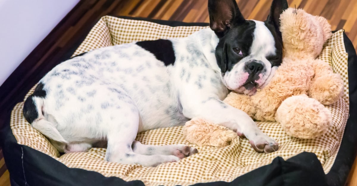 Les Rhumes Chez Le Chien Symptomes Et Bons Reflexes
