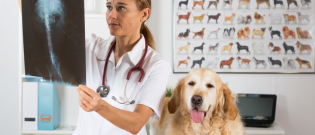 Illustration : "L'arthrose chez le chien"