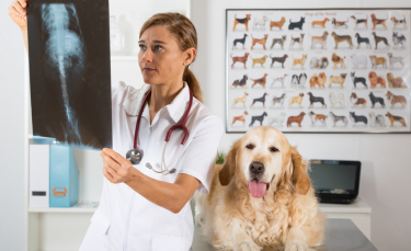 Illustration : "L'arthrose chez le chien"