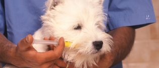 Illustration : "Vermifuger son chien"