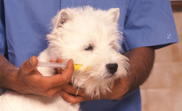 Illustration : "Vermifuger son chien"