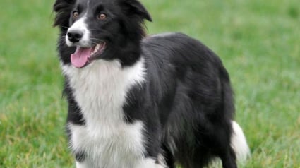 Illustration : Les pompiers néo-zélandais portent secours à un chien accroché à une falaise