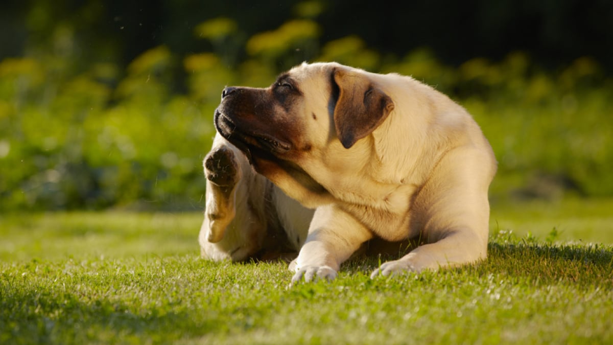 Illustration : "La teigne du chien"