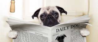 Illustration : "La diarrhée du chien"