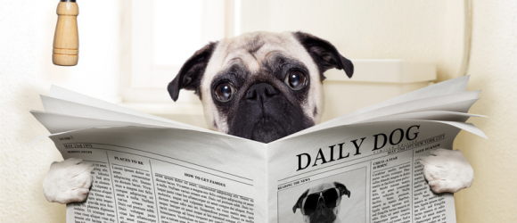 Illustration : "La diarrhée du chien"