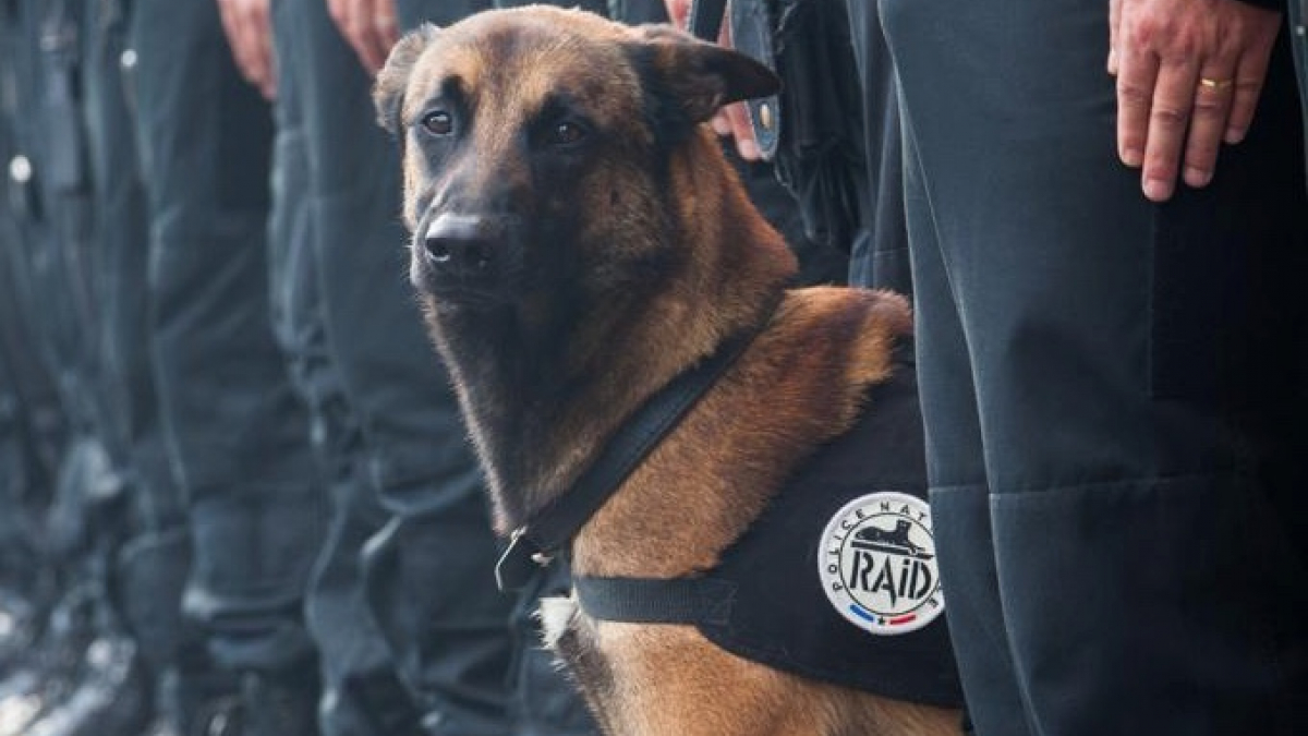 Illustration : "Diesel, le chien du RAID tué à Saint-Denis va être décoré de la médaille Dickin au Royaume-Uni !"