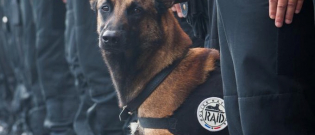 Illustration : "Diesel, le chien du RAID tué à Saint-Denis va être décoré de la médaille Dickin au Royaume-Uni !"