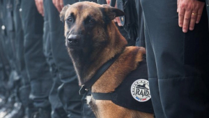 Illustration : Diesel, le chien du RAID tué à Saint-Denis va être décoré de la médaille Dickin au Royaume-Uni !
