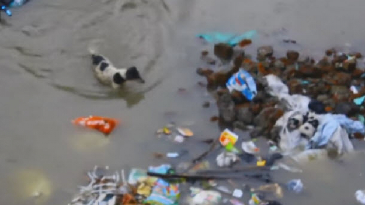 Illustration : "Inde : une chienne traverse une rue inondée à plusieurs reprises pour sauver ses petits"