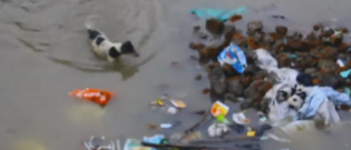 Illustration : "Inde : une chienne traverse une rue inondée à plusieurs reprises pour sauver ses petits"