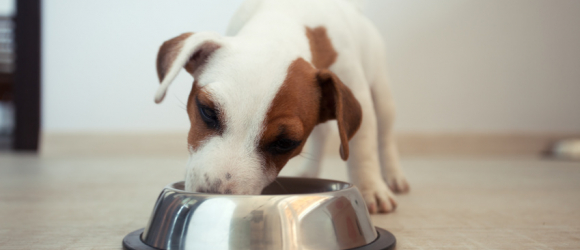 Illustration : "Les allergies alimentaires du chien"