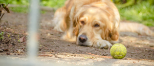 Illustration : "La dépression chez le chien"