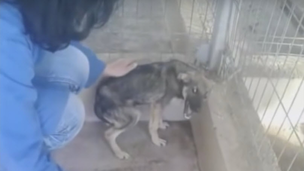 Illustration : "Ce chien battu hurle de peur à la moindre caresse !"