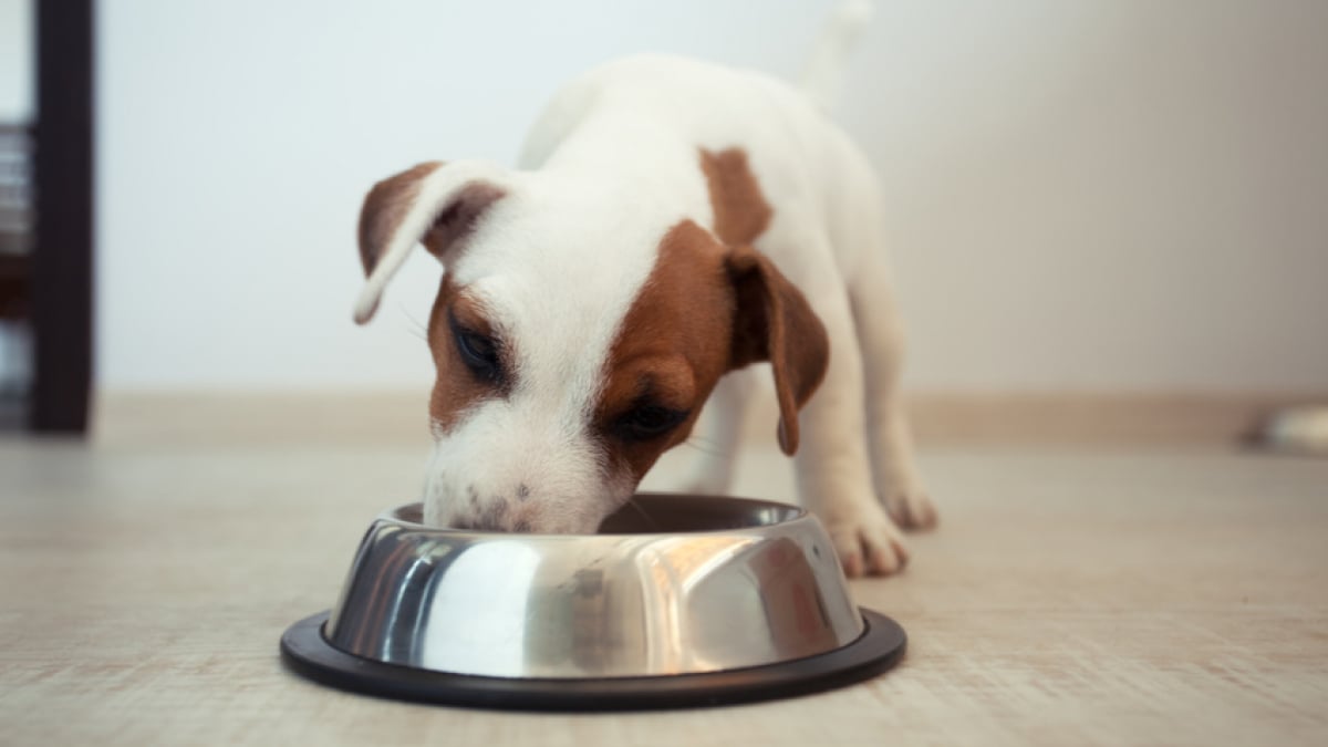 Illustration : "L'alimentation d'un chien de petite taille"