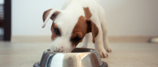 Illustration : "L'alimentation d'un chien de petite taille"