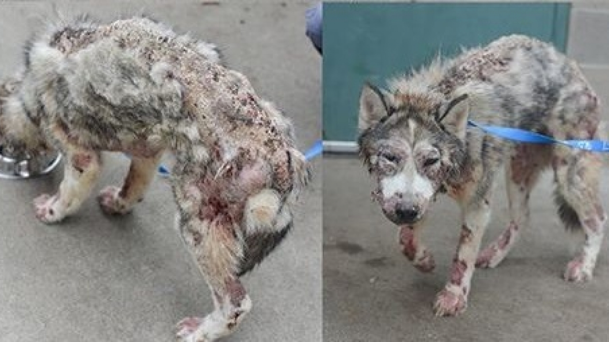 Illustration : "La spectaculaire transformation d’un Husky abandonné et malade"