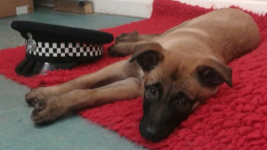 Illustration : Le nouveau chien de la police du North Yorkshire s'appellera Diesel !
