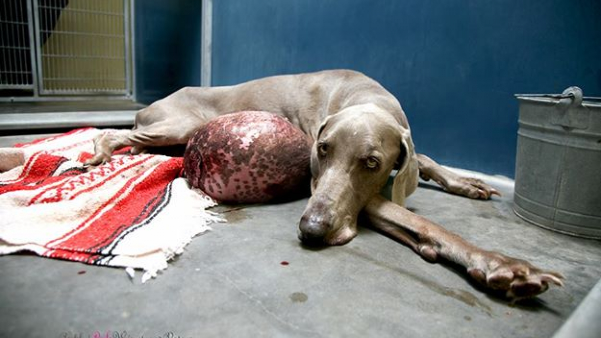 Illustration : "Grâce aux dons des internautes, un chien survit à une tumeur de 6 kg !"