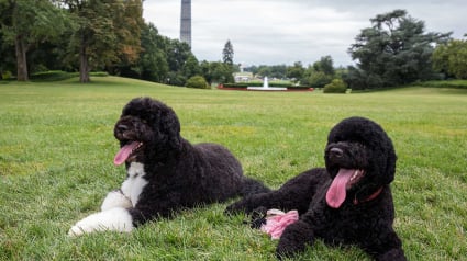 Illustration : Un homme arrêté par la police projetait de kidnapper le chien de Barack Obama