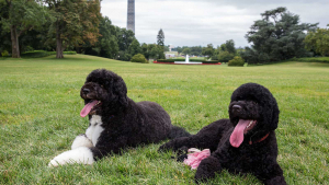 Illustration : Un homme arrêté par la police projetait de kidnapper le chien de Barack Obama