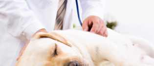 Illustration : "Les maladies infectieuses chez le chien"
