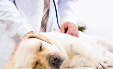 Illustration : "Les maladies infectieuses chez le chien"
