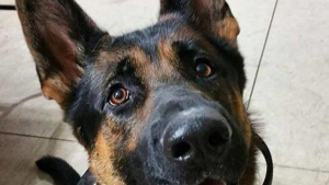 Illustration : États-Unis : un chien policier succombe à ses blessures par balle après avoir tenté d’arrêter un cambrioleur