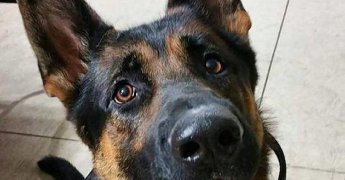 ÉtatsUnis un chien policier à ses blessures