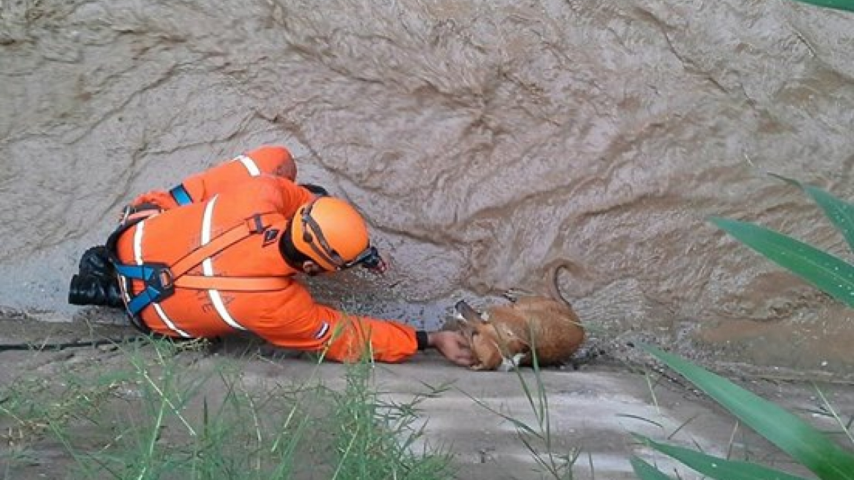 Illustration : "Inondations en Argentine : des chiens en péril secourus par des hommes courageux"