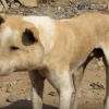 Illustration : Ce chien à la tête enflée avait besoin de soins urgents