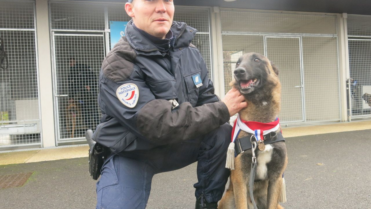 Illustration : "Un chien de recherche de stupéfiants, a été décoré par le préfet de Seine-et-Marne"
