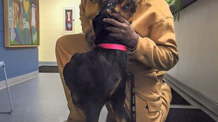 Illustration : États-Unis : 6 mois après, il retrouve sa chienne grâce à sa puce d’identification