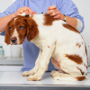 Illustration : La peur du vétérinaire chez le chien