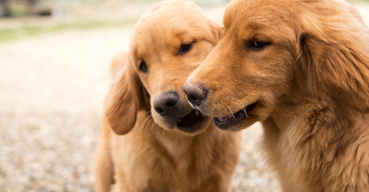 Comprendre Et Gérer Les Mordillements De Son Chien