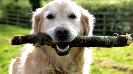 Illustration : Lancer un bâton de bois serait très dangereux pour votre chien