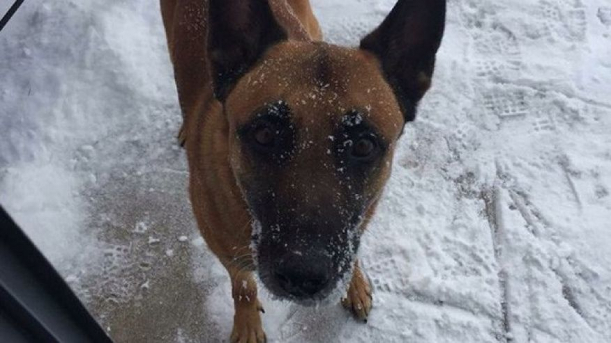 Illustration : "Un chien de la police du Nebraska abattu par un forcené barricadé dans sa cave !"