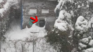 Illustration : Elle laisse son chien dehors alors qu’une violente tempête de neige s’abat sur la ville