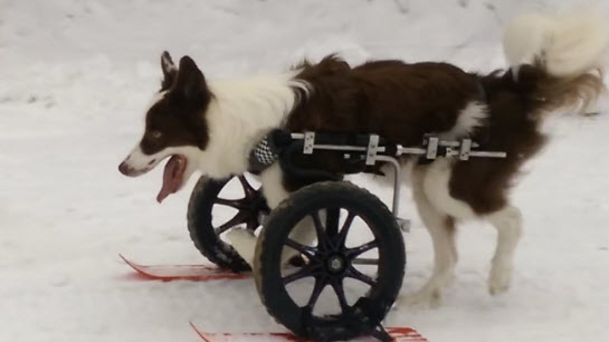 Illustration : "Malgré son handicap des pattes déformées, ce Border Collie vit à 100 à l’heure !"