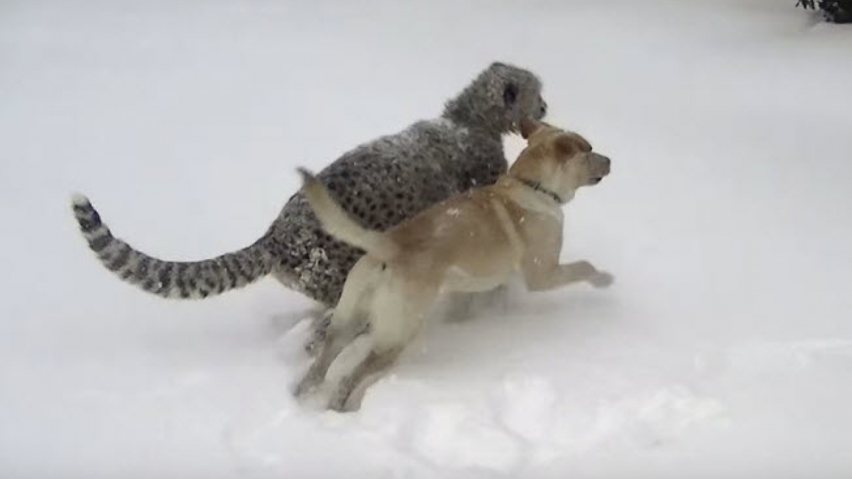 Illustration : "Un Labrador et son ami guépard découvrent les joies de la neige"
