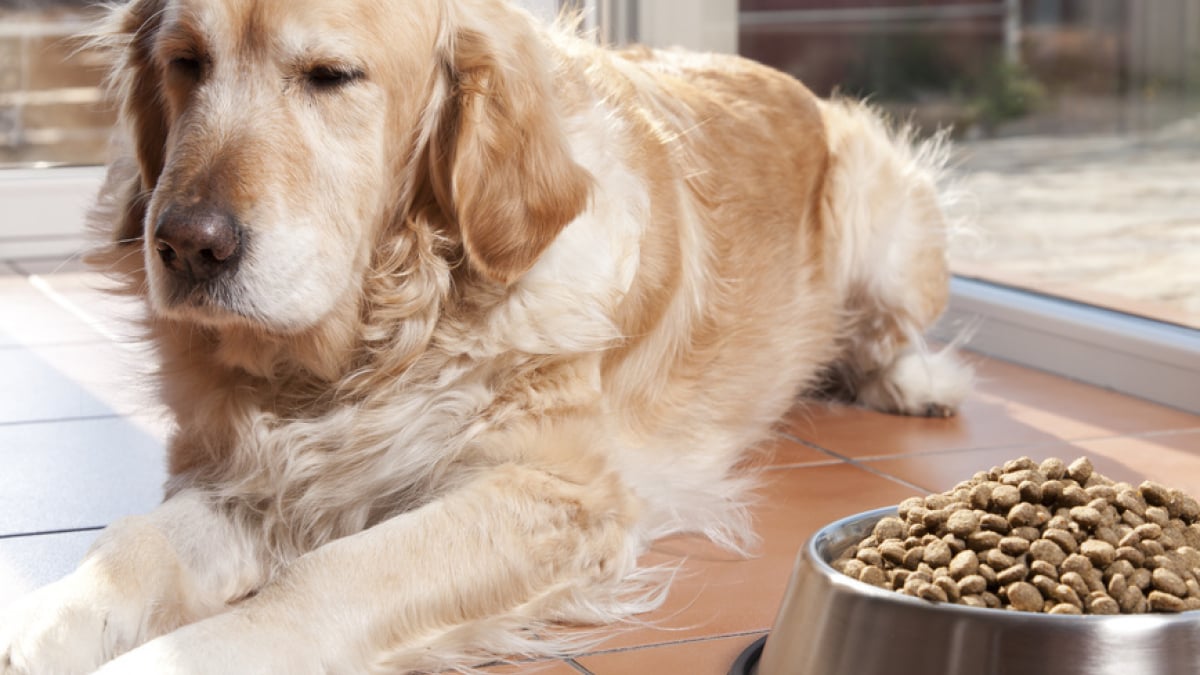 Illustration : "L'alimentation d'un chien de grande taille"