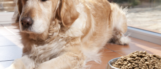 Illustration : "L'alimentation d'un chien de grande taille"